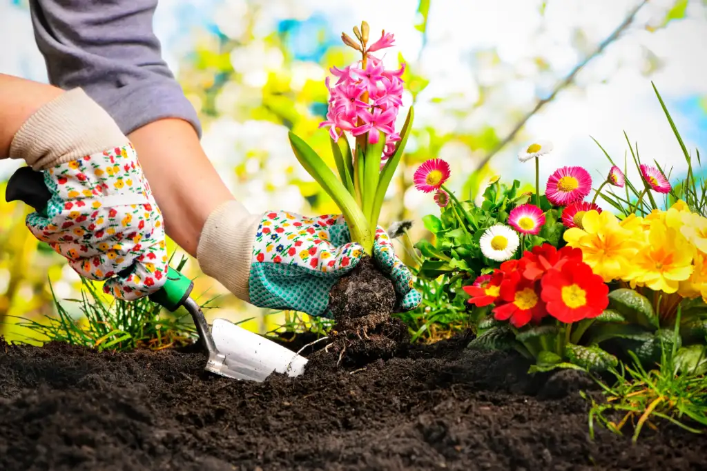 Cuidados com plantas