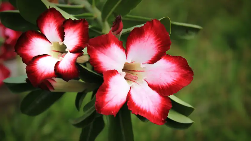 Flor da rosa do deserto