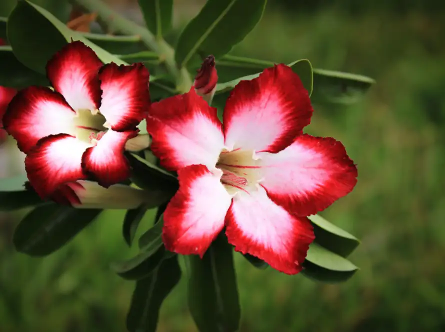 Flor da rosa do deserto